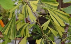 California Sunset Ginkgo Tree - 3 Gallon Pot (4-5') -Plant Serie Store ginkgo california sunset 5