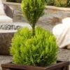 Goldcrest Monterey Lemon Cypress - 2-Ball Poodle Tier Topiary - 2 Gallon Pot 2 Goldcrest Monterey Lemon Cypress - 2-Ball Poodle Tier Topiary - 2 Gallon Pot -Plant Serie Store goldcrest monterey lemon cypress two ball poodle tier topiary 1