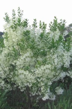 Grancy Graybeard - White Fringe Tree - 3 Gallon Pot 18 Grancy Graybeard - White Fringe Tree - 3 Gallon Pot -Plant Serie Store grancy graybeard tree 33