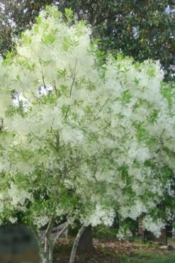 Grancy Graybeard - White Fringe Tree - 3 Gallon Pot 19 Grancy Graybeard - White Fringe Tree - 3 Gallon Pot -Plant Serie Store grancy graybeard tree flowers 22 500x750 1