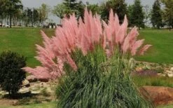 Pink Pampas Grass - 6 Pack Of 1 Gallon Pots -Plant Serie Store grass pink pampas landscapejpg 1