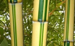 Gold Vivax Giant Timber Bamboo (Green Stripe Bamboo) - Phyllostachys Vivax 'Aureocaulis' - 3 Gallon Pot (4-6') -Plant Serie Store green stripe vivax bamboo 1