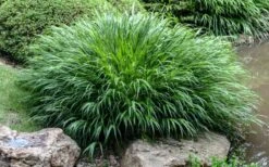 Hakone Japanese Forest Grass (Hakonechloa Macra) - 1 Gallon Pot 13 Hakone Japanese Forest Grass (Hakonechloa Macra) - 1 Gallon Pot -Plant Serie Store hakonechloa macra hakone japanese forest grass 4