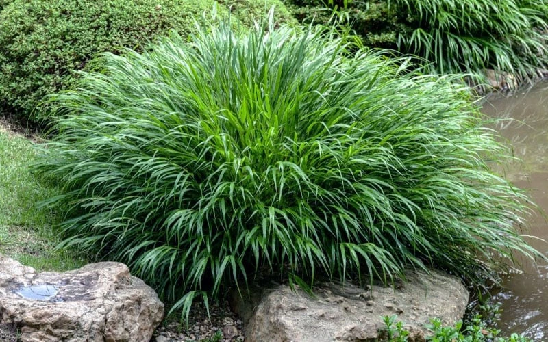 Hakone Japanese Forest Grass (Hakonechloa Macra) - 1 Gallon Pot 8 Hakone Japanese Forest Grass (Hakonechloa Macra) - 1 Gallon Pot - Image 6