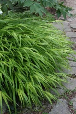 Hakone Japanese Forest Grass (Hakonechloa Macra) - 1 Gallon Pot 12 Hakone Japanese Forest Grass (Hakonechloa Macra) - 1 Gallon Pot -Plant Serie Store hakonechloa macra hakone japanese forest grass 5