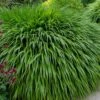 Hakone Japanese Forest Grass (Hakonechloa Macra) - 1 Gallon Pot -Plant Serie Store hakonechloa macra hakone japanese forest grass 7