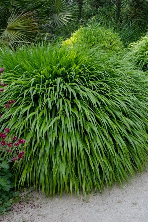 Hakone Japanese Forest Grass (Hakonechloa Macra) - 1 Gallon Pot 3 Hakone Japanese Forest Grass (Hakonechloa Macra) - 1 Gallon Pot