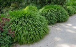 Hakone Japanese Forest Grass (Hakonechloa Macra) - 1 Gallon Pot 11 Hakone Japanese Forest Grass (Hakonechloa Macra) - 1 Gallon Pot -Plant Serie Store hakonechloa macra hakone japanese forest grass 8