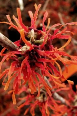 Diane Red Witch Hazel (Hamamelis X Intermedia) - 7 Gallon Pot -Plant Serie Store hamamelis intermedia diane witch hazel 2