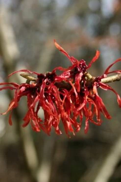 Diane Red Witch Hazel (Hamamelis X Intermedia) - 7 Gallon Pot -Plant Serie Store hamamelis intermedia diane witch hazel 4