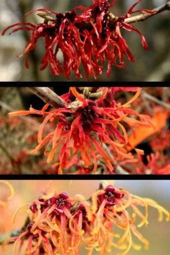 Diane Red Witch Hazel (Hamamelis X Intermedia) - 7 Gallon Pot -Plant Serie Store hamamelis intermedia diane witch hazel 5