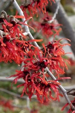 Diane Red Witch Hazel (Hamamelis X Intermedia) - 7 Gallon Pot -Plant Serie Store hamamelis intermedia diane witch hazel 6