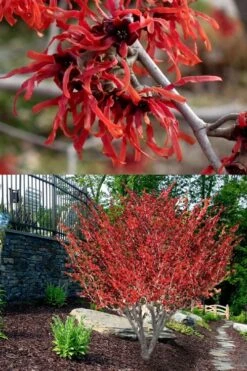 Diane Red Witch Hazel (Hamamelis X Intermedia) - 7 Gallon Pot -Plant Serie Store hamamelis intermedia diane witch hazel 8