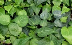 Teardrop Ivy (Hedera Helix) - 5 Pack Of Pint Pots 9 Teardrop Ivy (Hedera Helix) - 5 Pack Of Pint Pots -Plant Serie Store hedera helix teardrop ivy 100