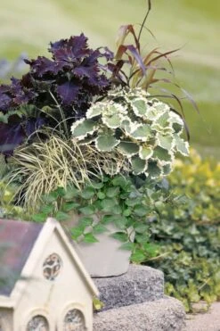 Teardrop Ivy (Hedera Helix) - 5 Pack Of Pint Pots 8 Teardrop Ivy (Hedera Helix) - 5 Pack Of Pint Pots -Plant Serie Store hedera helix teardrop ivy 101