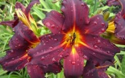 Chicago Blackout Daylily - 1 Gallon Pot -Plant Serie Store hemerocallis chicago blackout daylily 2