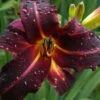 Chicago Blackout Daylily - 1 Gallon Pot -Plant Serie Store hemerocallis chicago blackout daylily 4