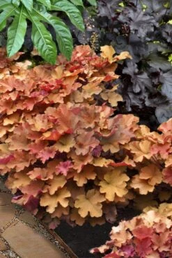 Caramel Heuchera (Villosa Hybrid) - 10 Count Flat Of Quart Pots -Plant Serie Store heuchera caramel 20