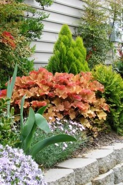 Caramel Heuchera (Villosa Hybrid) - 10 Count Flat Of Quart Pots -Plant Serie Store heuchera caramel 21