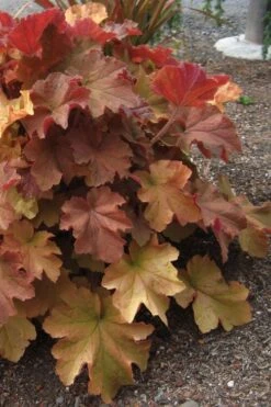 Caramel Heuchera (Villosa Hybrid) - 10 Count Flat Of Quart Pots -Plant Serie Store heuchera caramel 23