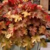 Caramel Heuchera (Villosa Hybrid) - 10 Count Flat Of Quart Pots 1 Caramel Heuchera (Villosa Hybrid) - 10 Count Flat Of Quart Pots -Plant Serie Store heuchera caramel coral bells 31