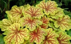 Red Lightning Heuchera - 5 Pack Quart Pots -Plant Serie Store heuchera red lightning 11