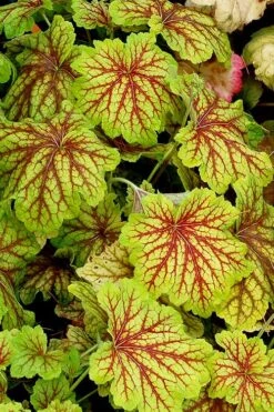 Red Lightning Heuchera - 5 Pack Quart Pots -Plant Serie Store heuchera red lightning 12