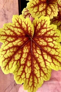 Red Lightning Heuchera - 5 Pack Quart Pots -Plant Serie Store heuchera red lightning 18