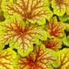 Red Lightning Heuchera - 5 Pack Quart Pots -Plant Serie Store heuchera red lightning 19