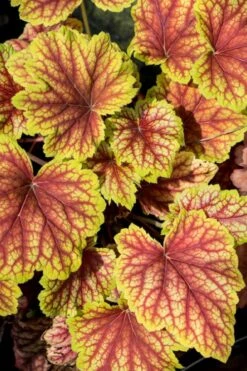 Red Lightning Heuchera - 5 Pack Quart Pots -Plant Serie Store heuchera red lightning 4