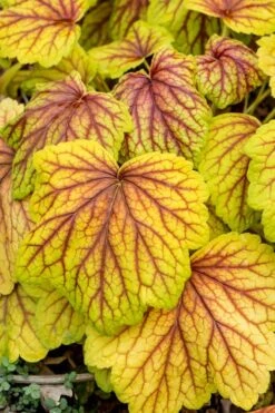 Red Lightning Heuchera - 5 Pack Quart Pots -Plant Serie Store heuchera red lightning 6