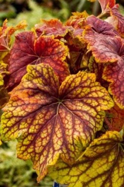 Red Lightning Heuchera - 5 Pack Quart Pots -Plant Serie Store heuchera red lightning 8