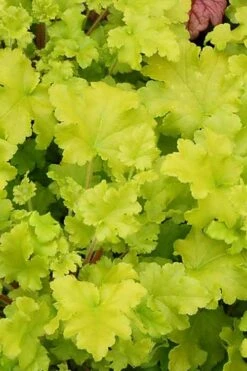 Twist Of Lime Heuchera (Coral Bells ) - 1 Gallon Pot 13 Twist Of Lime Heuchera (Coral Bells ) - 1 Gallon Pot -Plant Serie Store heuchera twist of lime 3 500x750 2