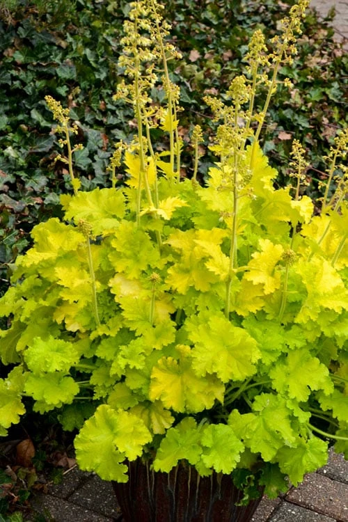 Twist Of Lime Heuchera (Coral Bells ) - 1 Gallon Pot 6 Twist Of Lime Heuchera (Coral Bells ) - 1 Gallon Pot - Image 4