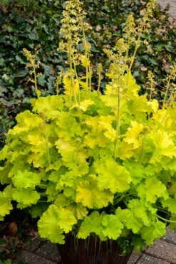 Twist Of Lime Heuchera (Coral Bells ) - 5 Pack Of Quart Pots -Plant Serie Store heuchera twist of lime coral bells 10