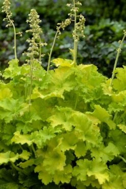 Twist Of Lime Heuchera (Coral Bells ) - 5 Pack Of Quart Pots -Plant Serie Store heuchera twist of lime coral bells 11