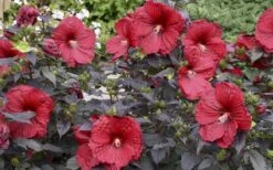 Summerific Holy Grail Hardy Hibiscus (Rose Mallow) - 2 Gallon Pot -Plant Serie Store hibiscus holy grail 800x500 1