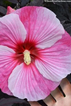 Starry Night Hardy Hibiscus (Rose Mallow) - 1 Gallon Pot -Plant Serie Store hibiscus starry night rose mallow 2