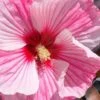 Starry Night Hardy Hibiscus (Rose Mallow) - 1 Gallon Pot -Plant Serie Store hibiscus starry night rose mallow 3