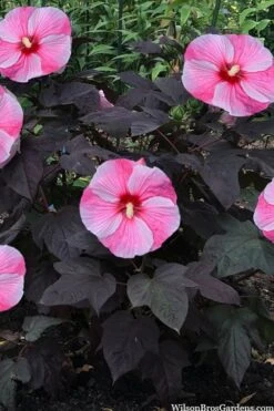 Starry Night Hardy Hibiscus (Rose Mallow) - 1 Gallon Pot -Plant Serie Store hibiscus starry night rose mallow 4