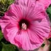 Summerific Candy Crush Hibiscus (Rose Mallow) - 1 Gallon Pot -Plant Serie Store hibiscus summerific candy crush 19