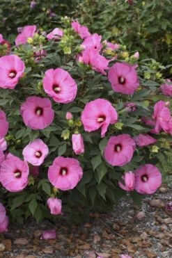 Summerific Candy Crush Hibiscus (Rose Mallow) - 1 Gallon Pot -Plant Serie Store hibiscus summerific candy crush 9