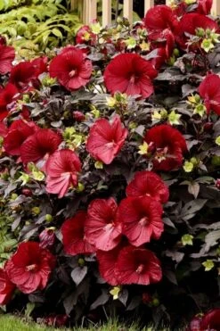 Summerific Holy Grail Hardy Hibiscus (Rose Mallow) - 2 Gallon Pot -Plant Serie Store hibiscus summerific holy grail rose mallow 5