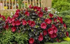 Summerific Holy Grail Hardy Hibiscus (Rose Mallow) - 2 Gallon Pot -Plant Serie Store hibiscus summerific holy grail rose mallow 6