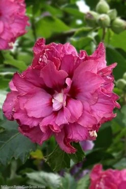 Boule De Feu Rose Of Sharon (Hibiscus Syriacus) - 5 Gallon Pot -Plant Serie Store hibiscus syriacus boule de feu rose of sharon 3