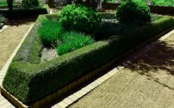 Bordeaux Dwarf Yaupon Holly - 3 Gallon Pot -Plant Serie Store holly bordeaux 12