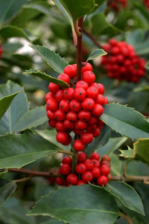 Wirt L. Winn Holly (Ilex X Koehneana) - 3 Gallon Pot 3 Wirt L. Winn Holly (Ilex X Koehneana) - 3 Gallon Pot