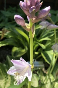 Lakeside Paisley Print Hosta Lily - 1 Gallon Pot -Plant Serie Store hosta lakeside paisley 3 500x750 1