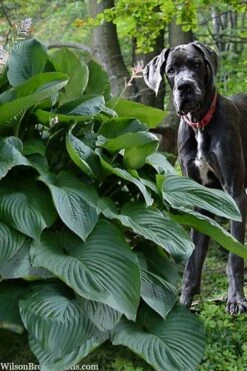 Empress Wu Giant Hosta Lily - 1 Gallon Pot -Plant Serie Store hosta lily empress wu 205