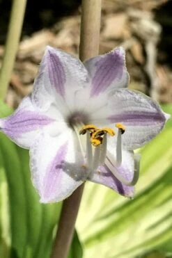 Lakeside Paisley Print Hosta Lily - 1 Gallon Pot -Plant Serie Store hosta lily paisley print 11